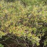 Hakea salicifolia Habitus