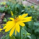 Silphium perfoliatum Květ