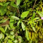 Saponaria ocymoides Φύλλο