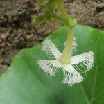 Trichosanthes cucumerina Blüte