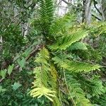 Phyllanthus mimosoides Облик