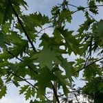 Quercus ilicifolia ശീലം