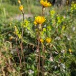 Sonchus bulbosus Alkat (teljes növény)