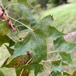 Acer truncatum Leaf