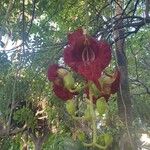 Kigelia africana Çiçek