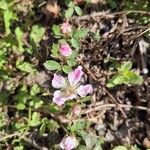 Rubus argutusफूल