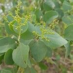 Salvadora persica Leaf