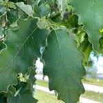 Quercus muehlenbergii Levél