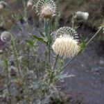 Cirsium undulatum Flor