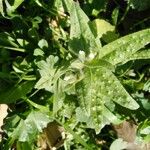 Nonea echioides 形態