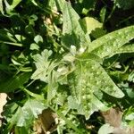 Nonea echioides Habitus