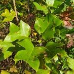 Liriodendron chinense 葉