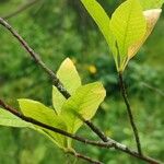 Oemleria cerasiformis Blatt