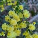 Acacia pycnantha Flower
