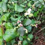 Symphoricarpos albusপাতা