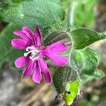 Silene dioicaFlower