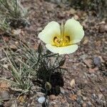 Calochortus aureus Elinympäristö