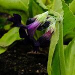 Primula frondosa Flower
