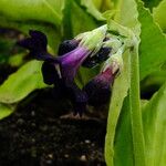 Primula frondosa Flower