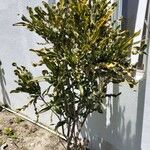 Codiaeum variegatum Levél