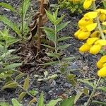 Cytisus nigricans Leaf