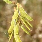 Trigonella esculenta Fruit