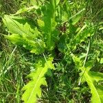 Cirsium oleraceum ഇല