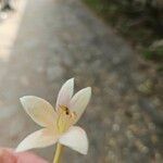 Millingtonia hortensis Kwiat