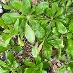 Scaevola taccada पत्ता
