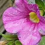 Calibrachoa parviflora Floare