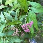 Spiraea japonicaFleur