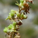 Sesamoides interrupta Frugt