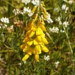 Cytisus nigricansFlower