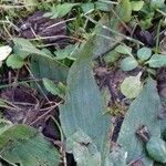 Plantago lanceolata Φύλλο