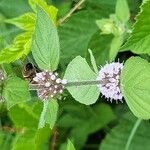 Mentha arvensisFlower