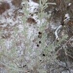 Artemisia tridentata Plod