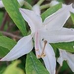 Rhododendron atlanticum Flor