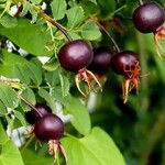 Rosa spinosissima Hábito