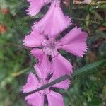 Dianthus alpinus Blomma