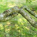 Betula pendula (لحاء)