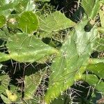 Opuntia elatior Leaf