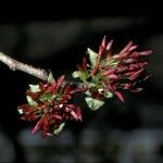 Parrotia persica 花