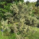 Colletia paradoxa Облик