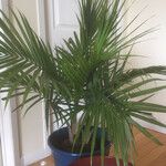 Ravenea rivularis 形态