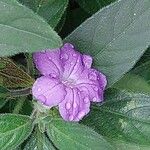 Ruellia humilis Kvet