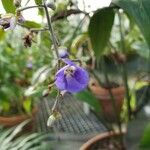 Dichorisandra penduliflora Flor