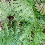 Dryopteris erythrosora Habit