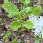 Fothergilla gardenii Lehti