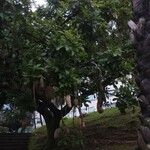 Kigelia africanaHábito