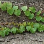 Parthenocissus tricuspidata Folio